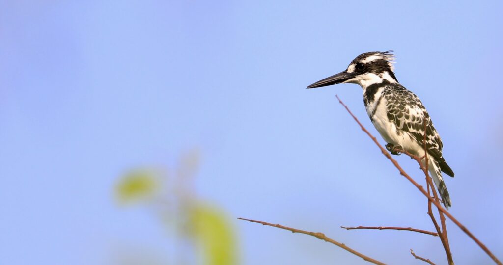 pied kingfisher