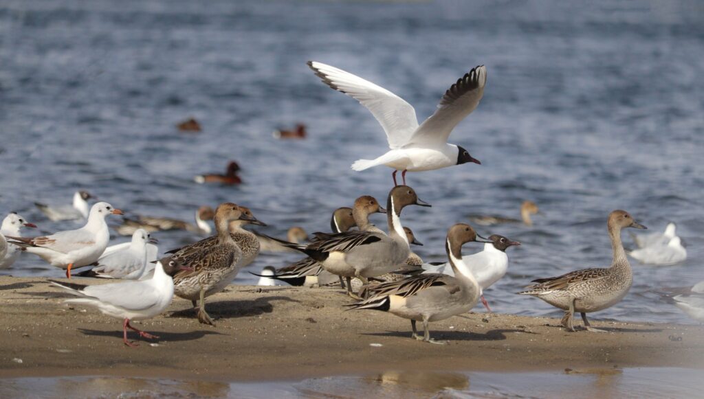 Nile Birding trip