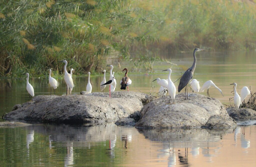 aswan birdwatching