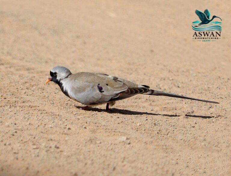 Namaqua dove