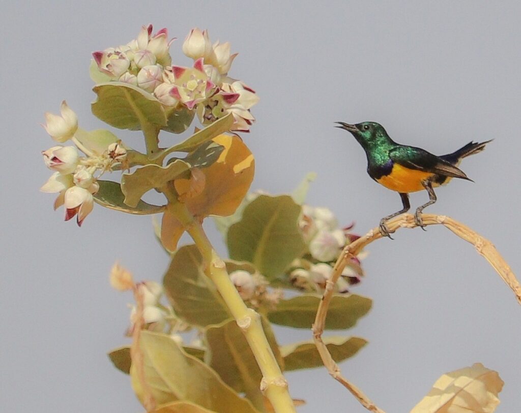 Nile valley sunbird