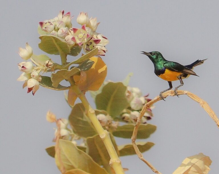 Nile valley sunbird