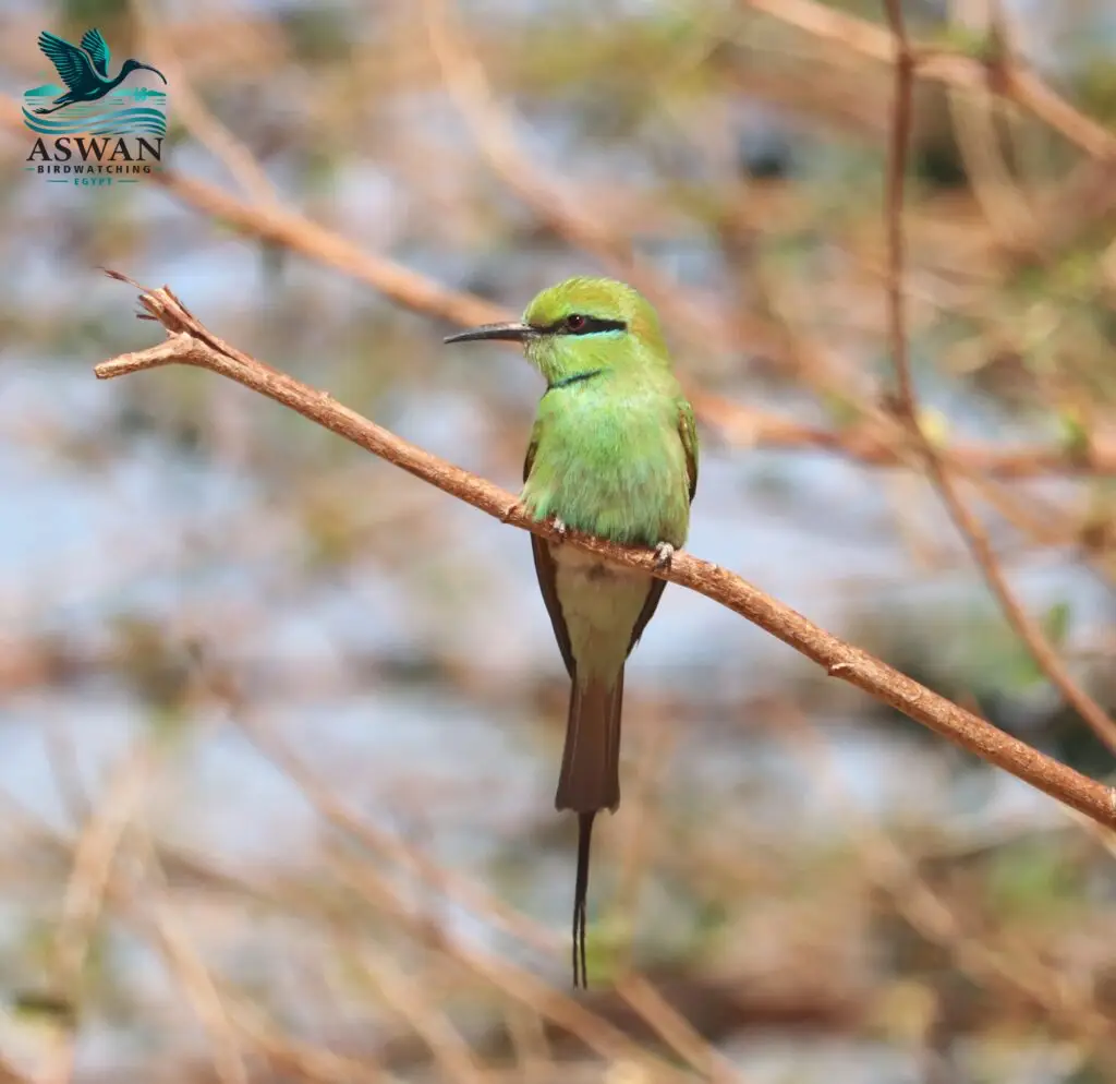 African green bee-eater