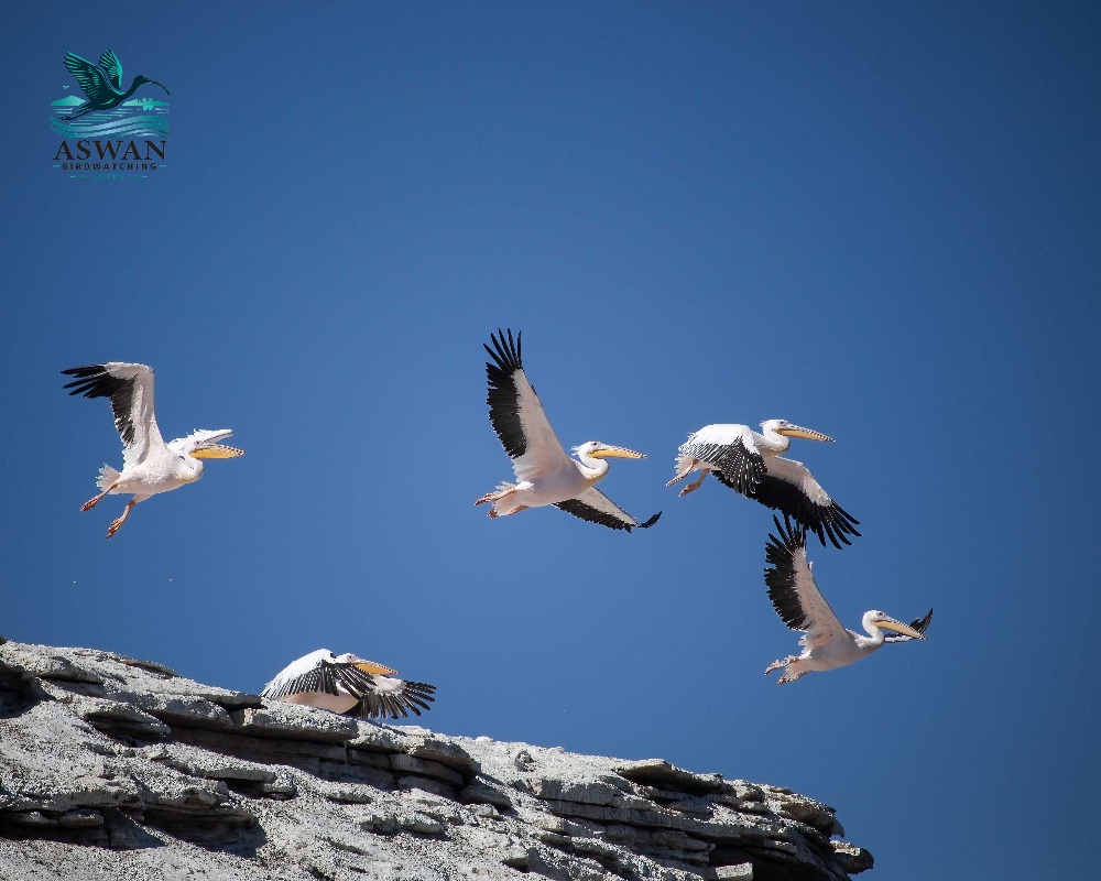 Great white pelican