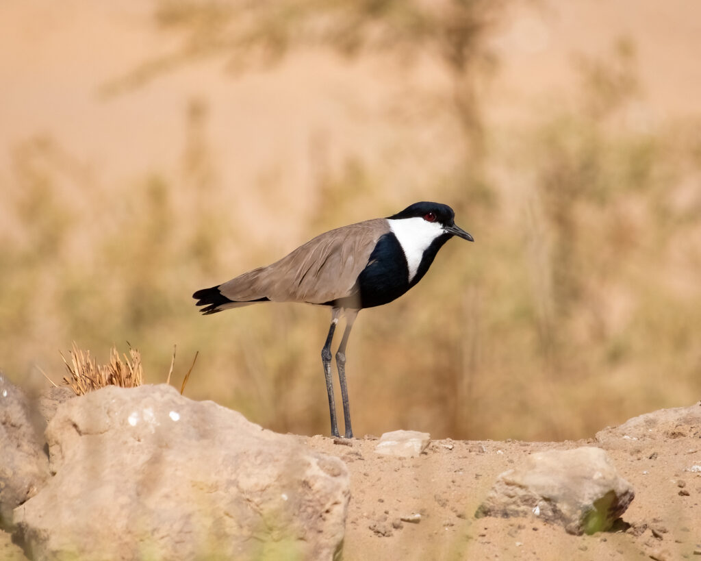 Spur-winged lapwing