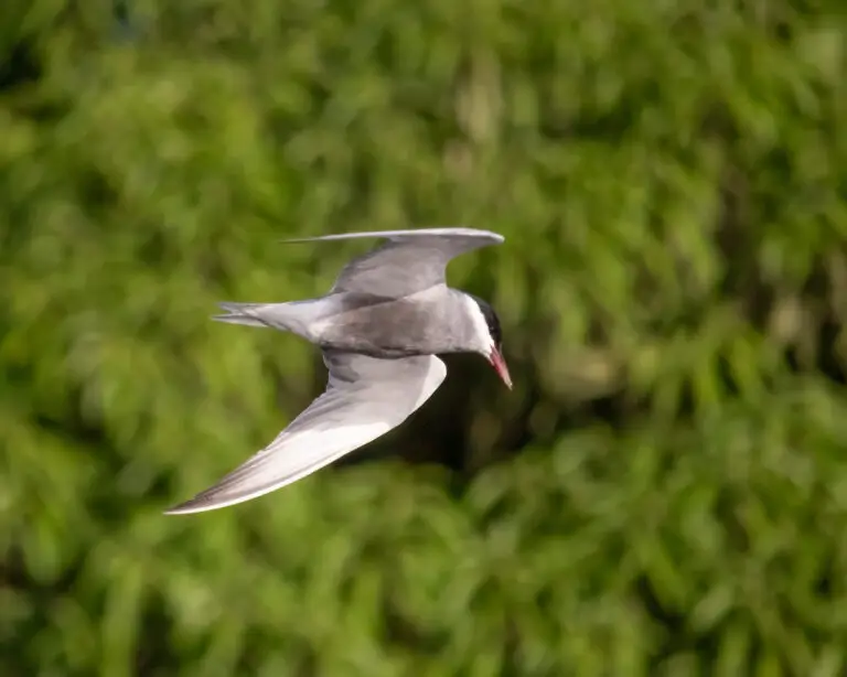 whiskered tern