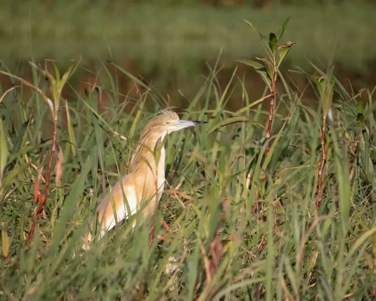 squacco heron