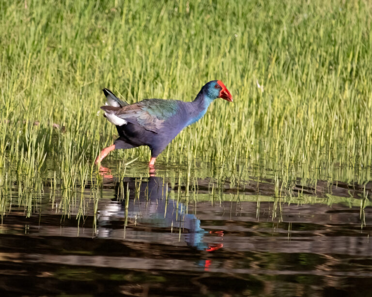 Vogelbeobachtung in Assuan: Die schönsten Vögel am Nil entdecken