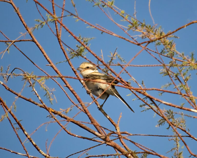 masked shrike