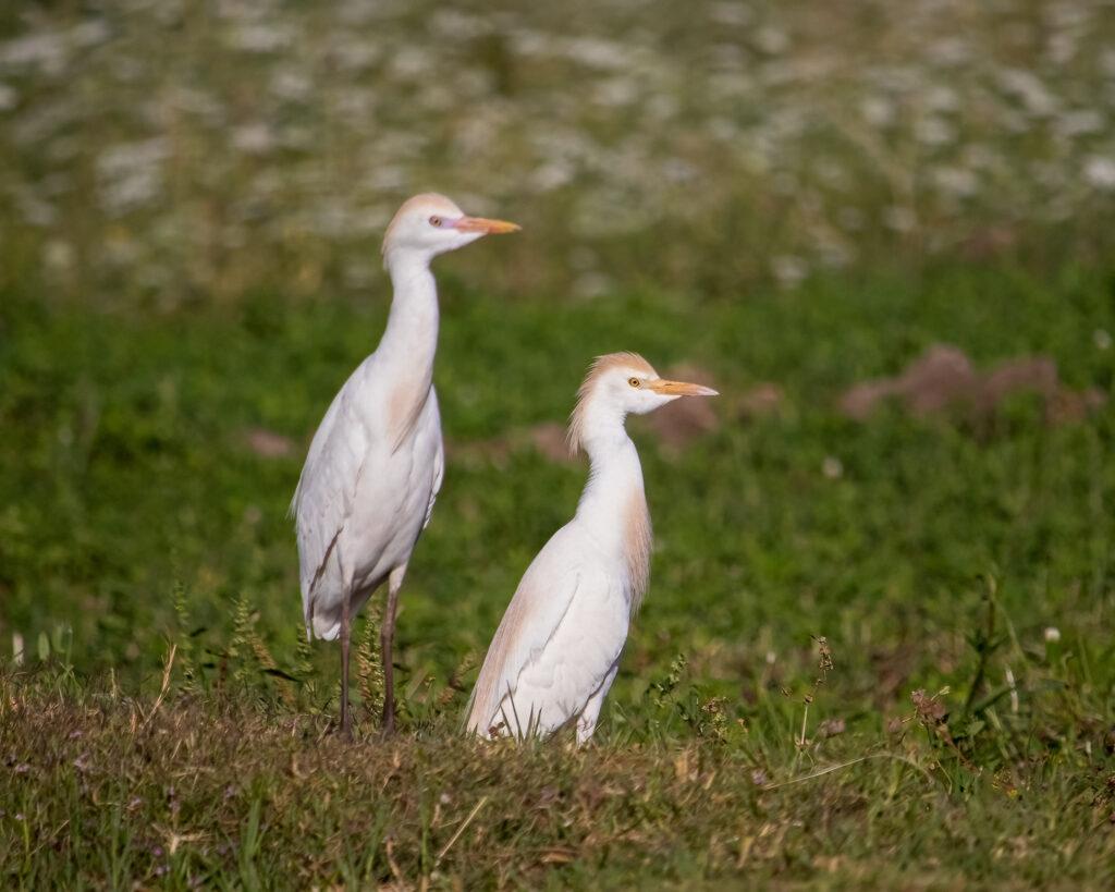 western cattle egret