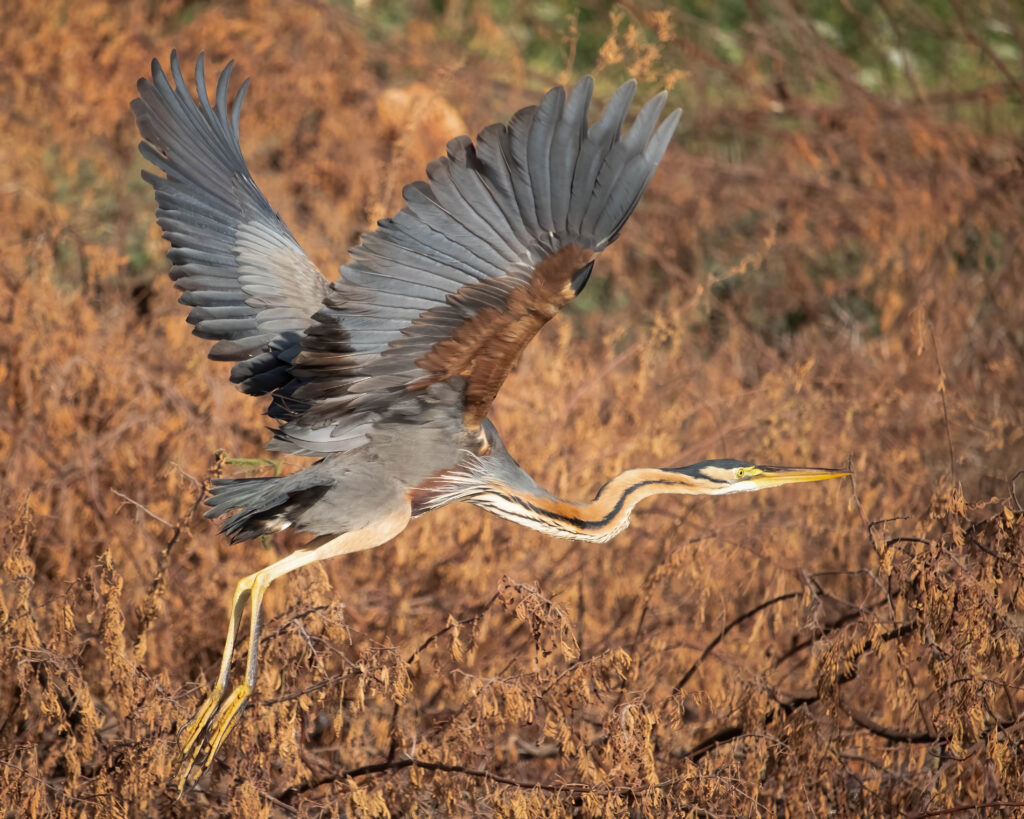The Purple Heron
