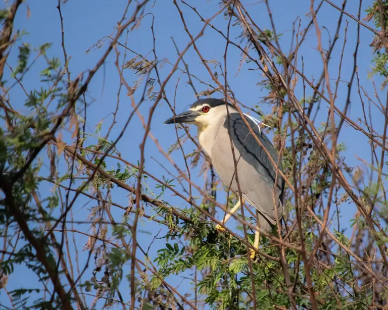 night heron