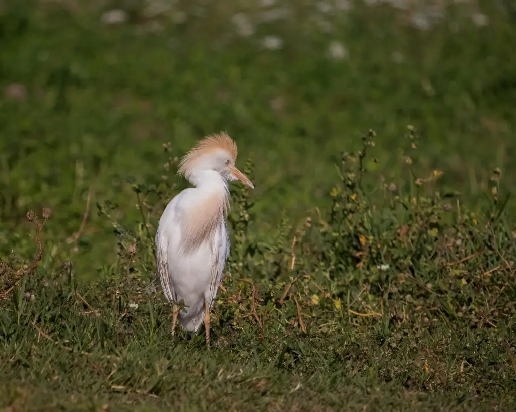 western cattle egret