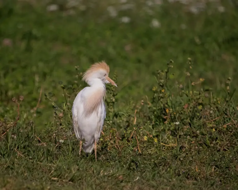 western cattle egret