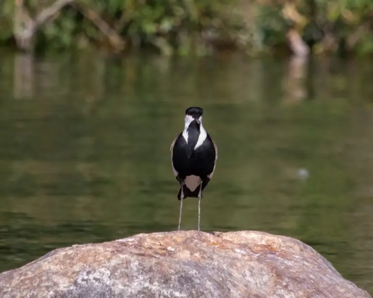 spur-winged lapwing
