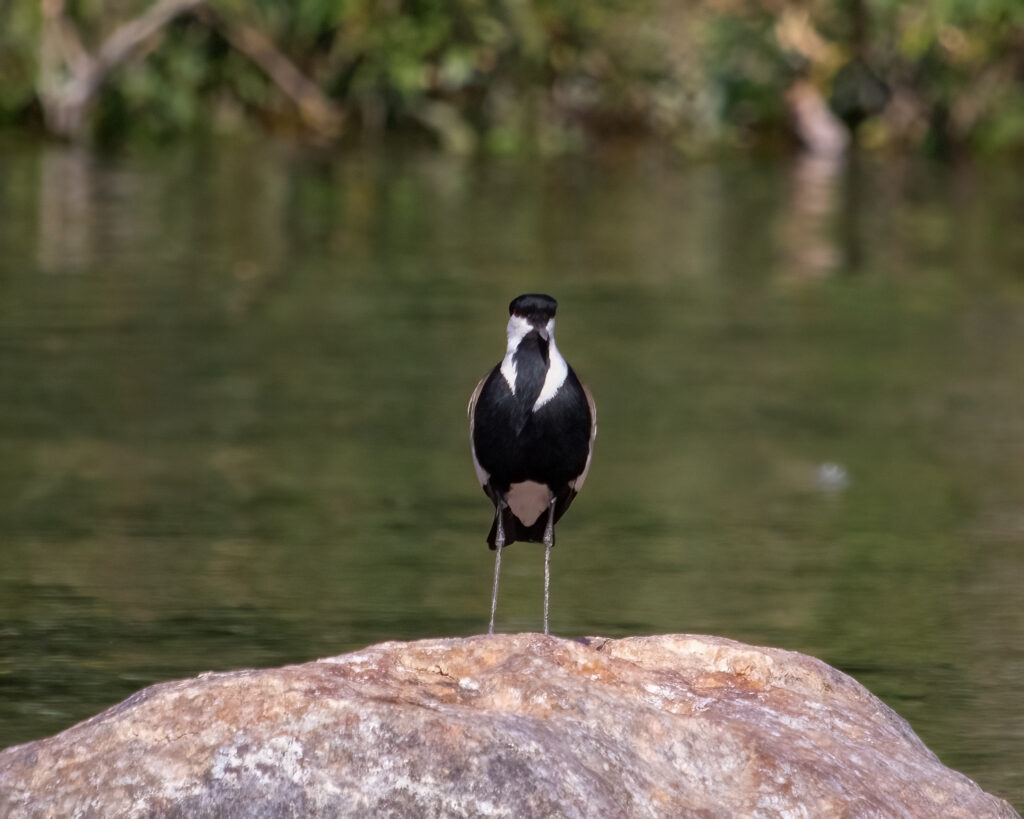 spur-winged lapwing