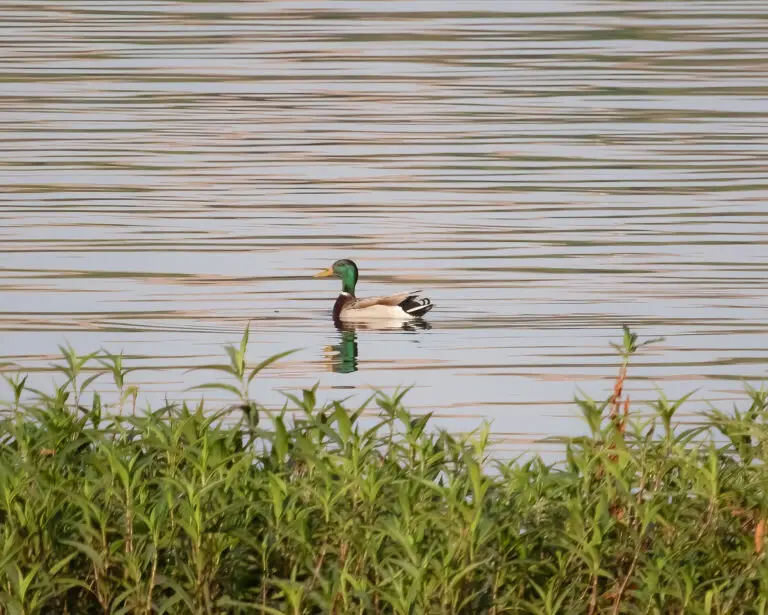 mallard