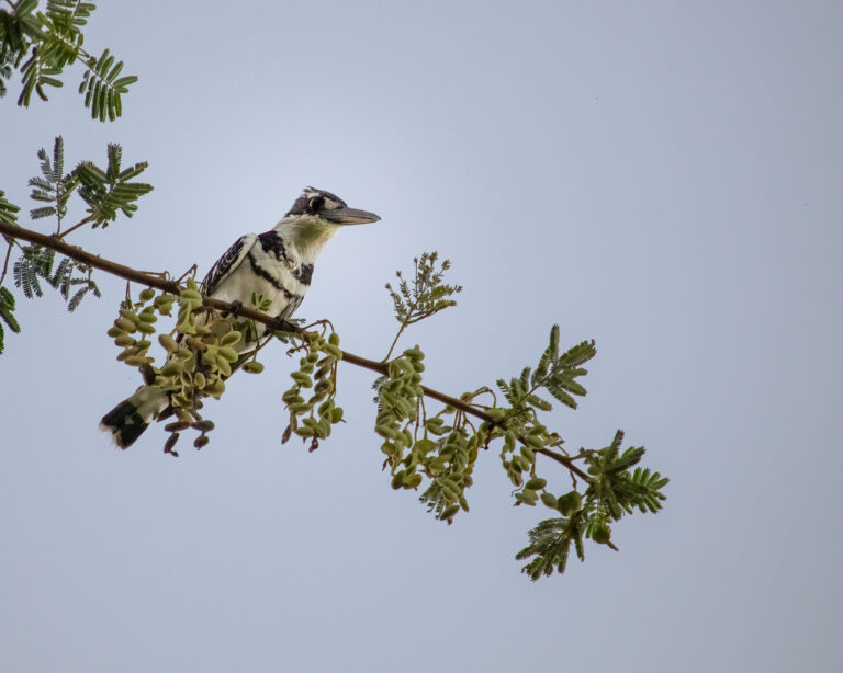 pied kingfisher