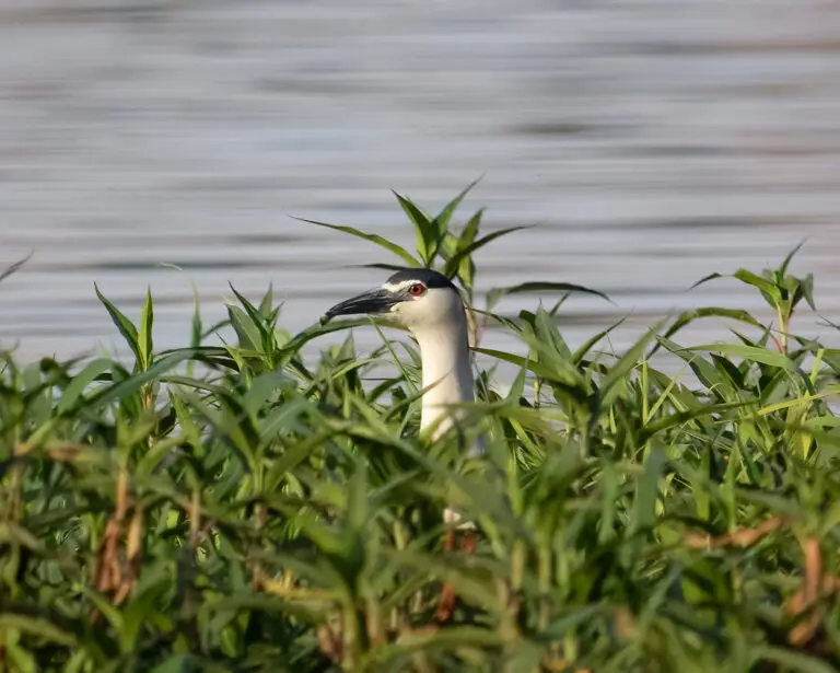 why we should care about birds