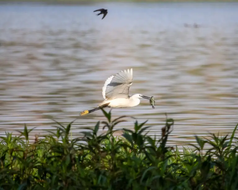 little egret