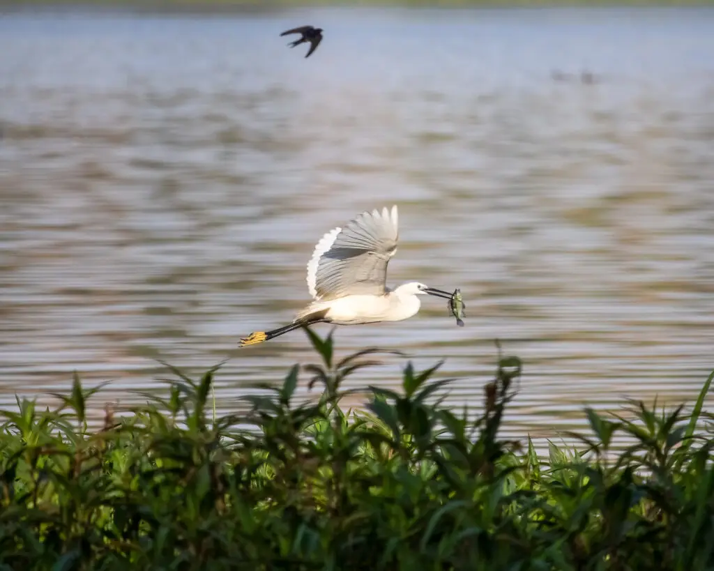little egret