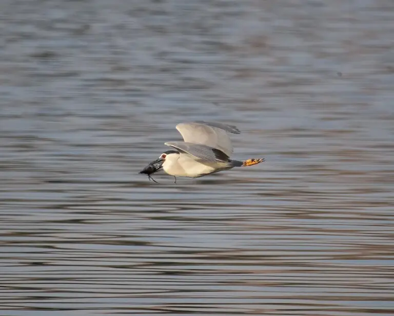 night heron