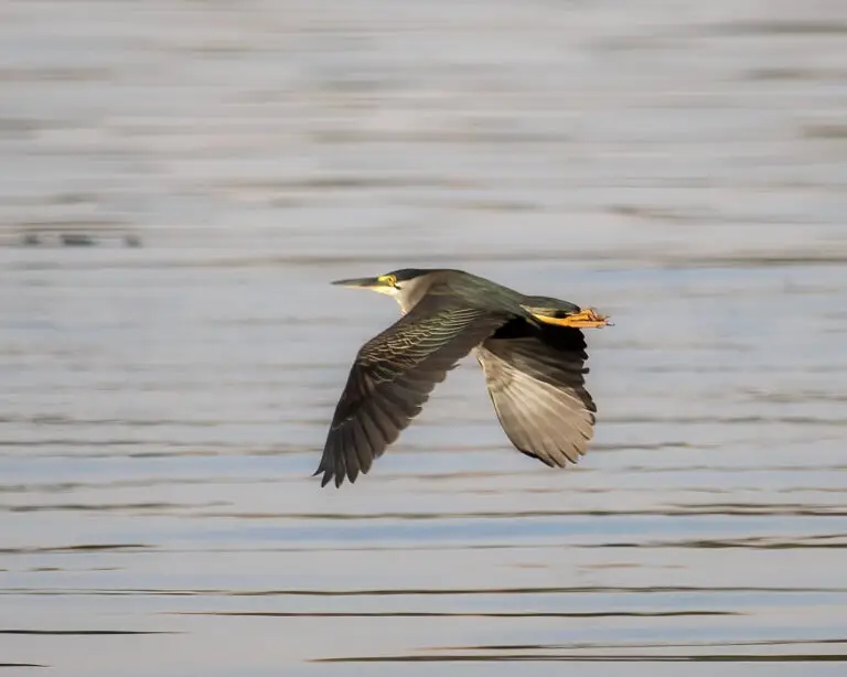 striated heron