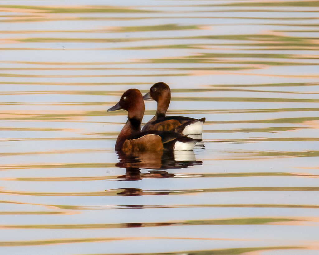 ferruginous duck