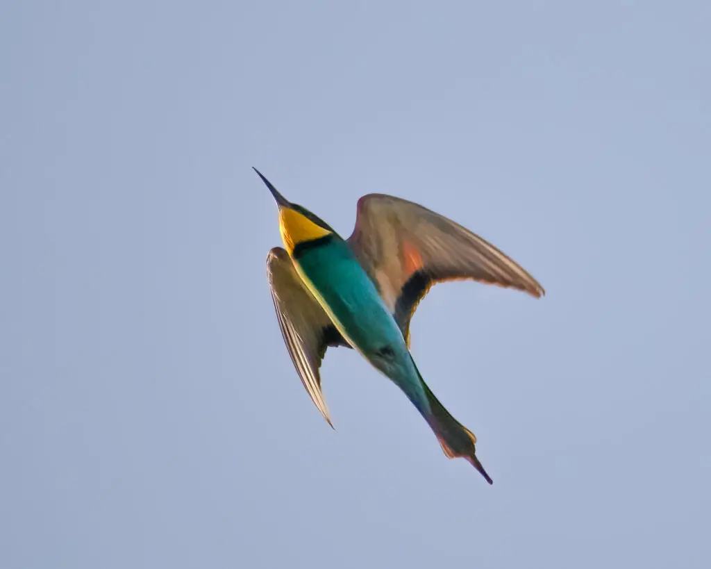 european bee-eater