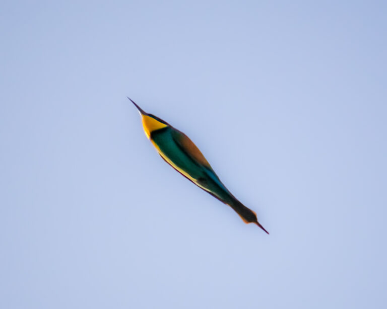 european bee-eater