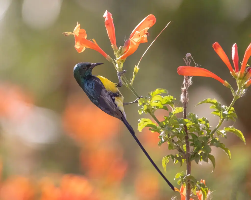 nile valley sunbird