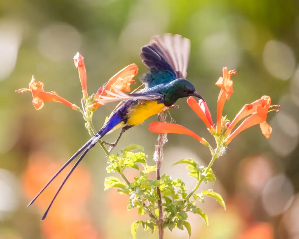 nile valley sunbird