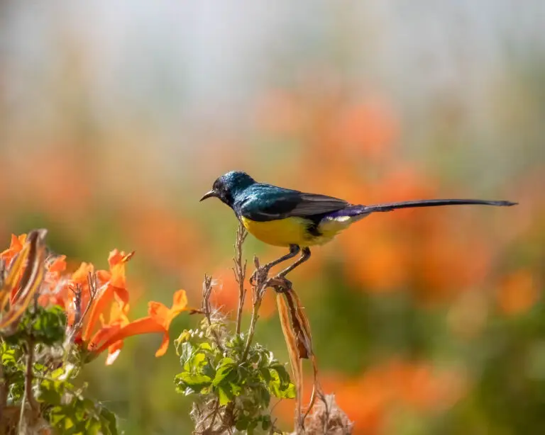 nile valley sunbird