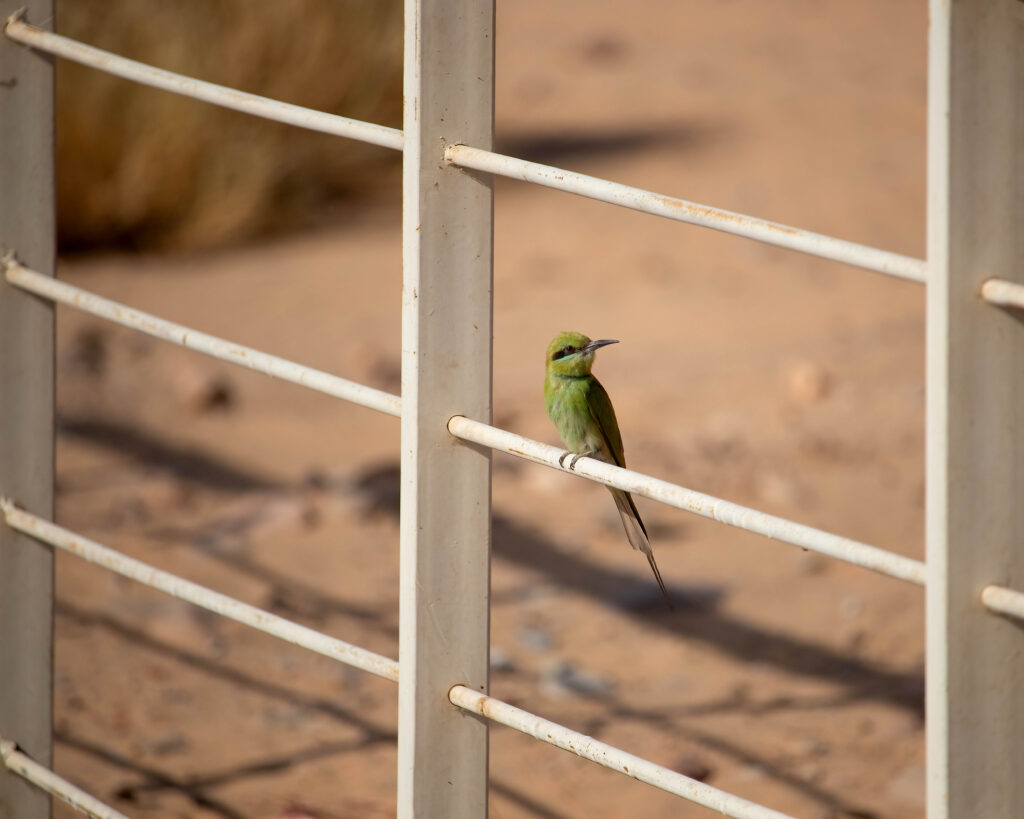 african green bee-eater