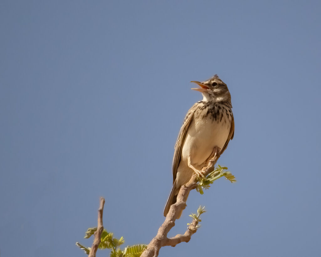 crested lark