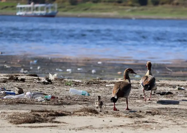 birds and plastic