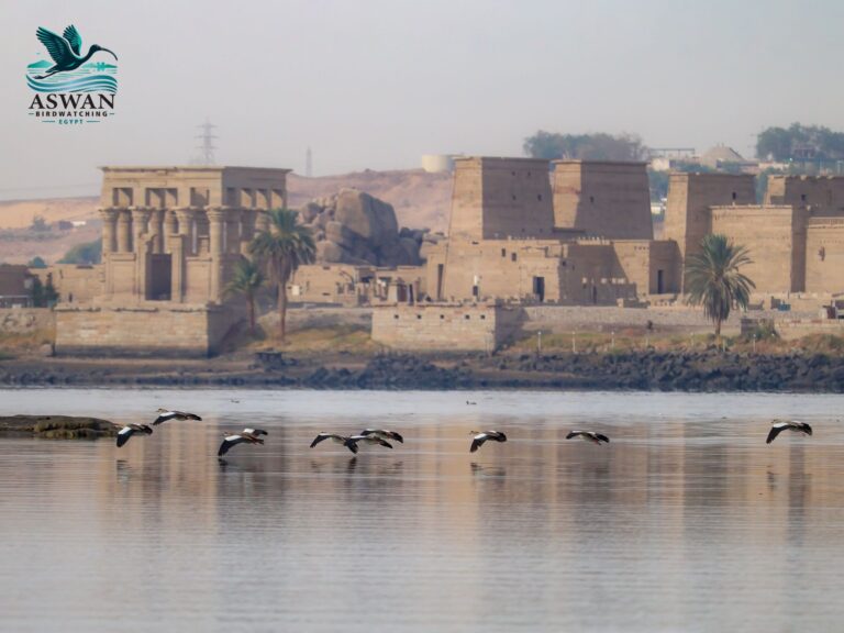 places to visit in Aswan
