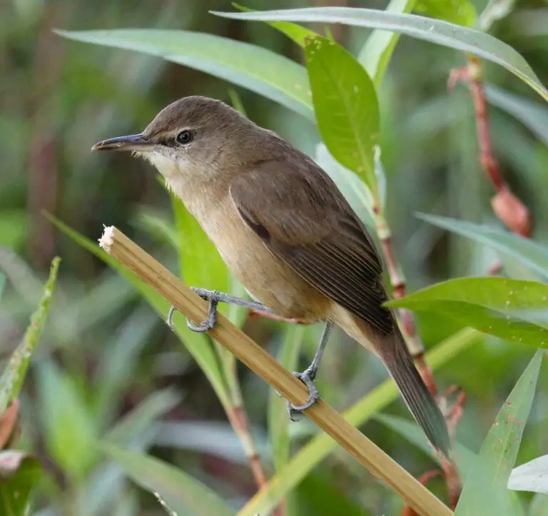 clamorous reed warbler