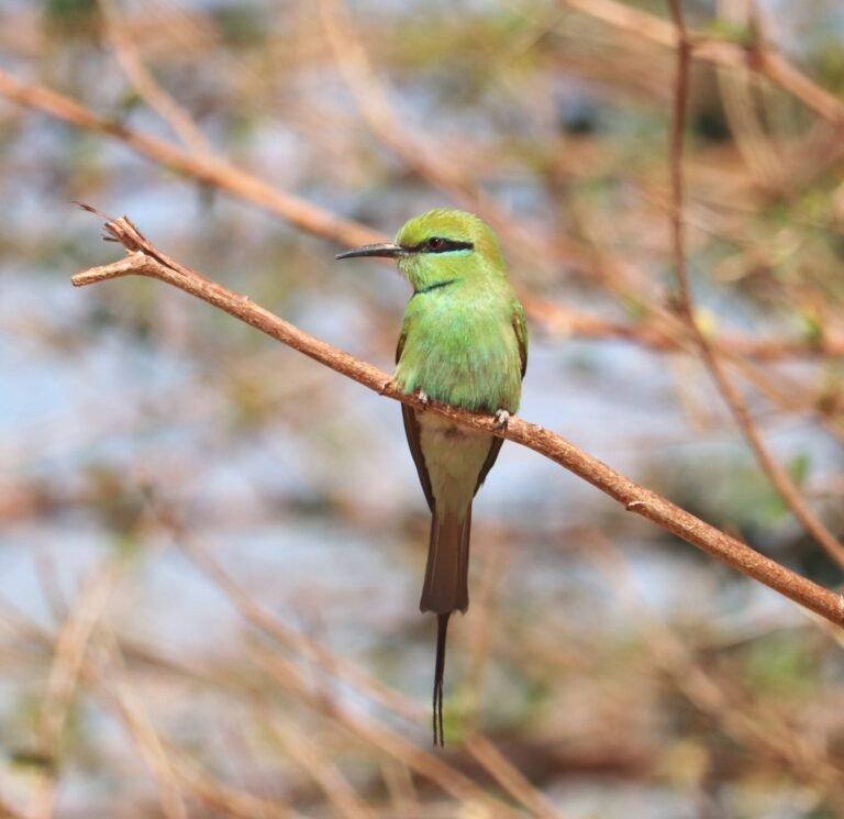 african green bee-eater