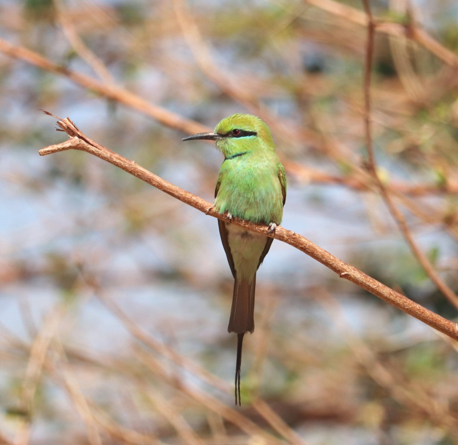 african green bee-eater