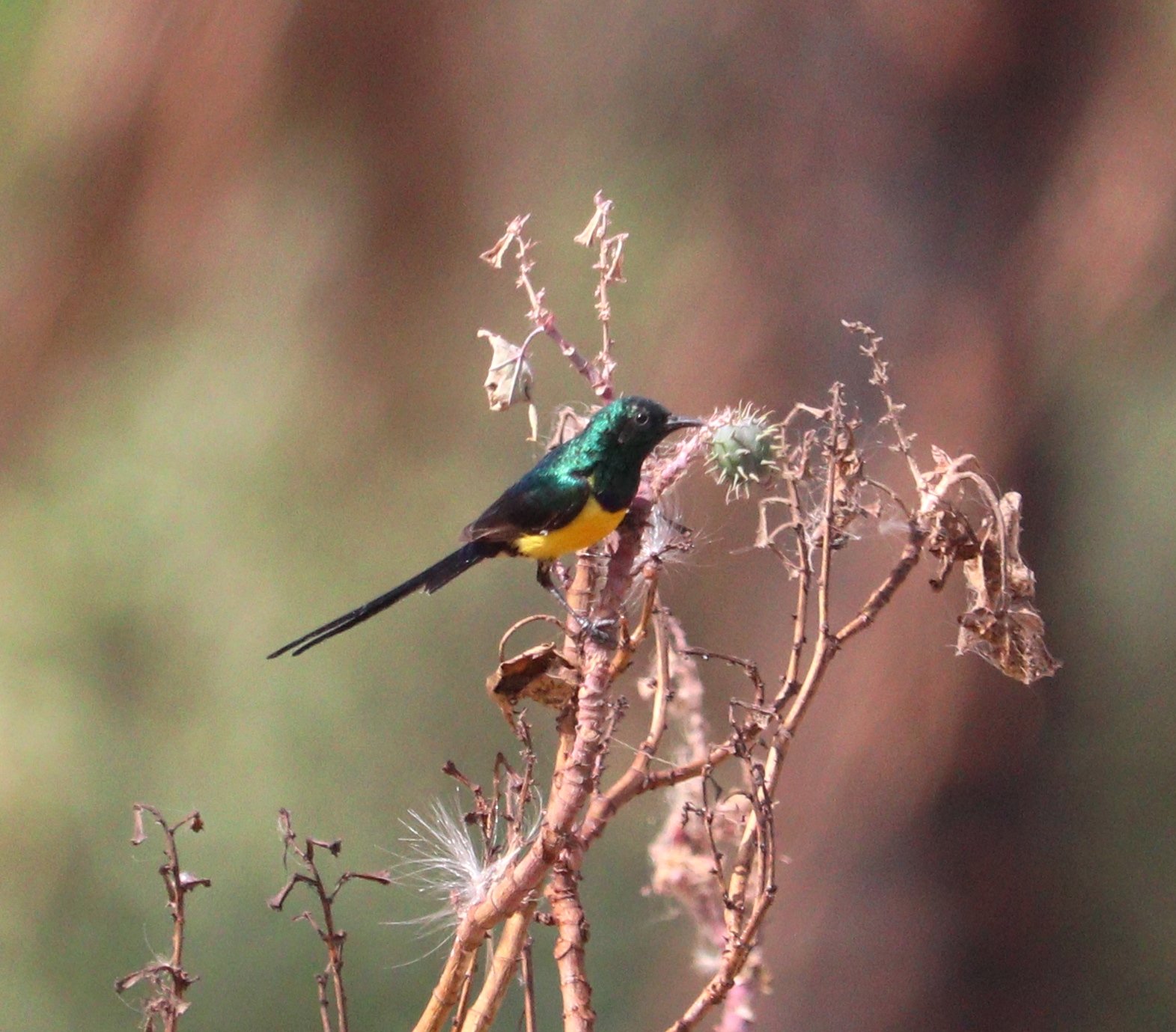 nile valley sunbird