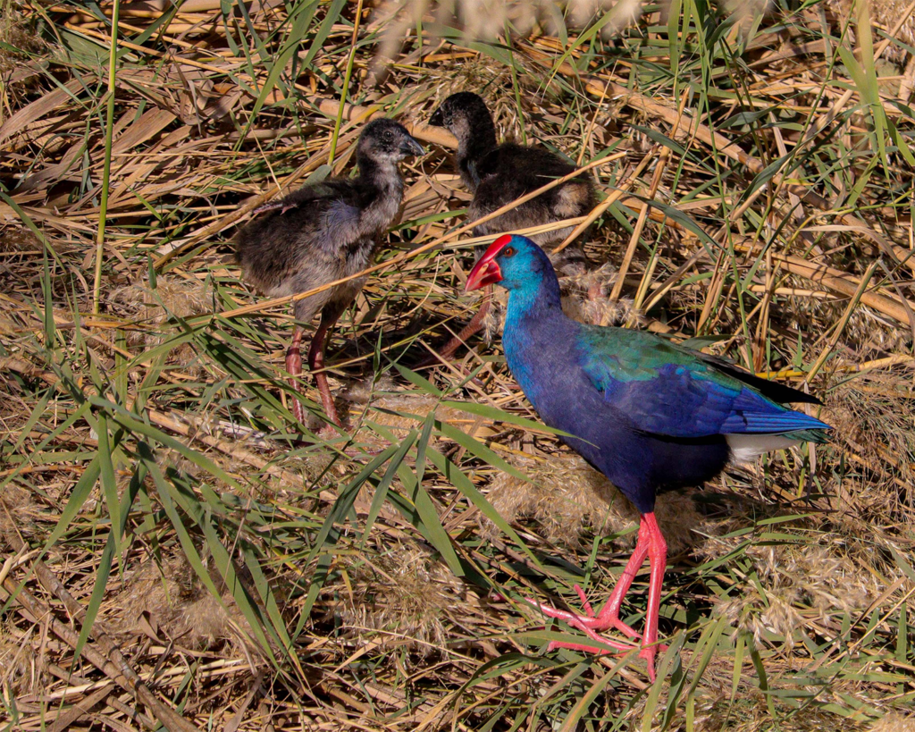 African swamphen