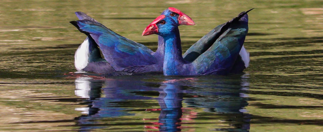 African Swamphen: The Colorful Queen of the Nile Reeds