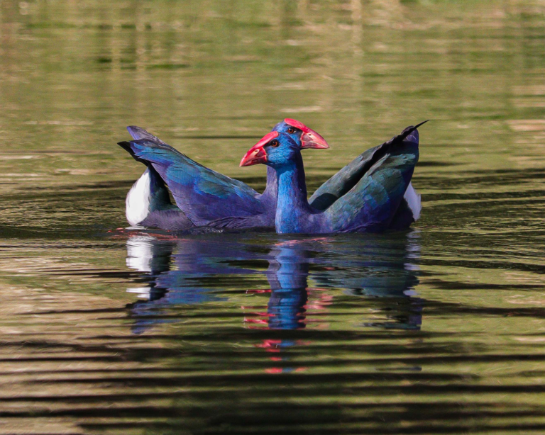 African Swamphen