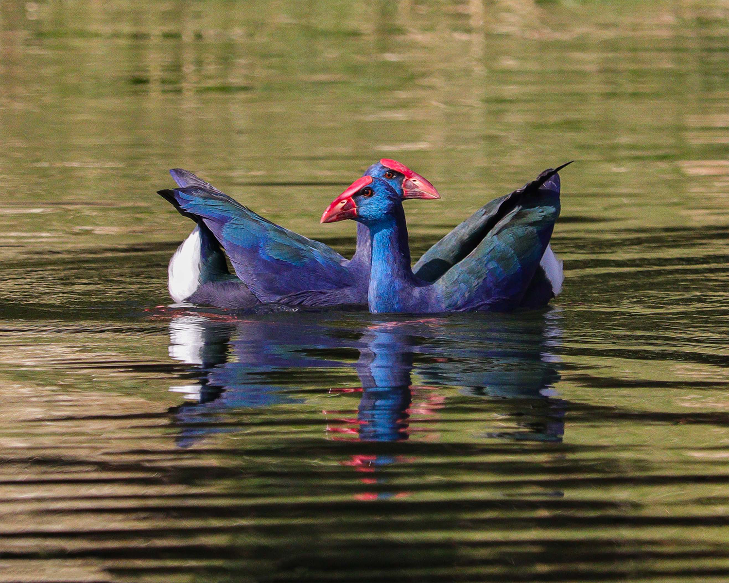 African Swamphen