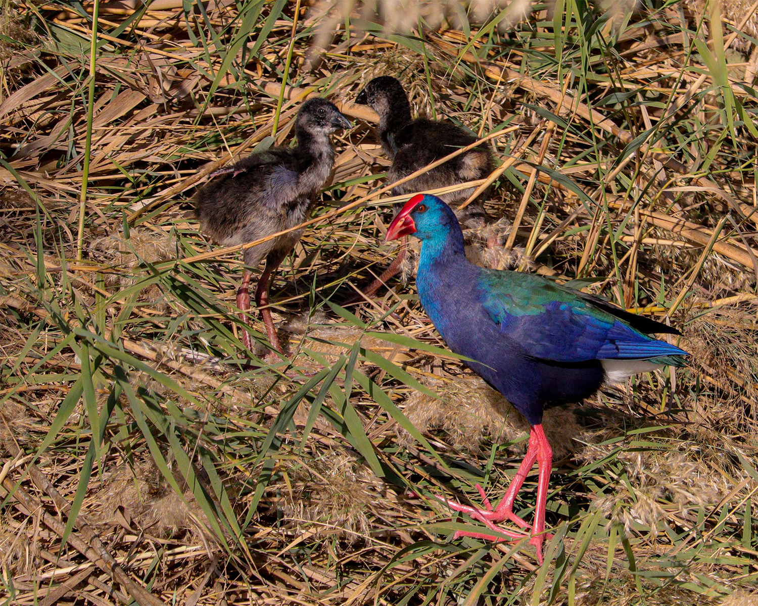African swamphen