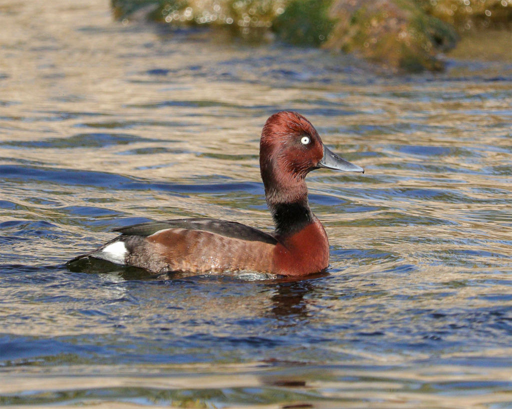 Ferruginous duck