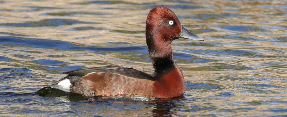 10 Fascinating Facts About the Ferruginous Duck | Aswan Birdwatching