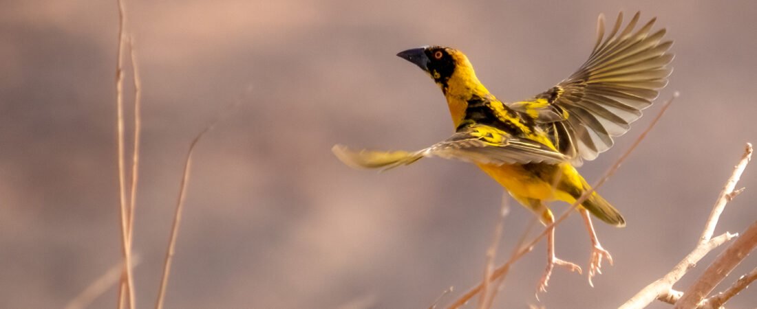 Top 10 Bird Species to Spot on Lake Nasser