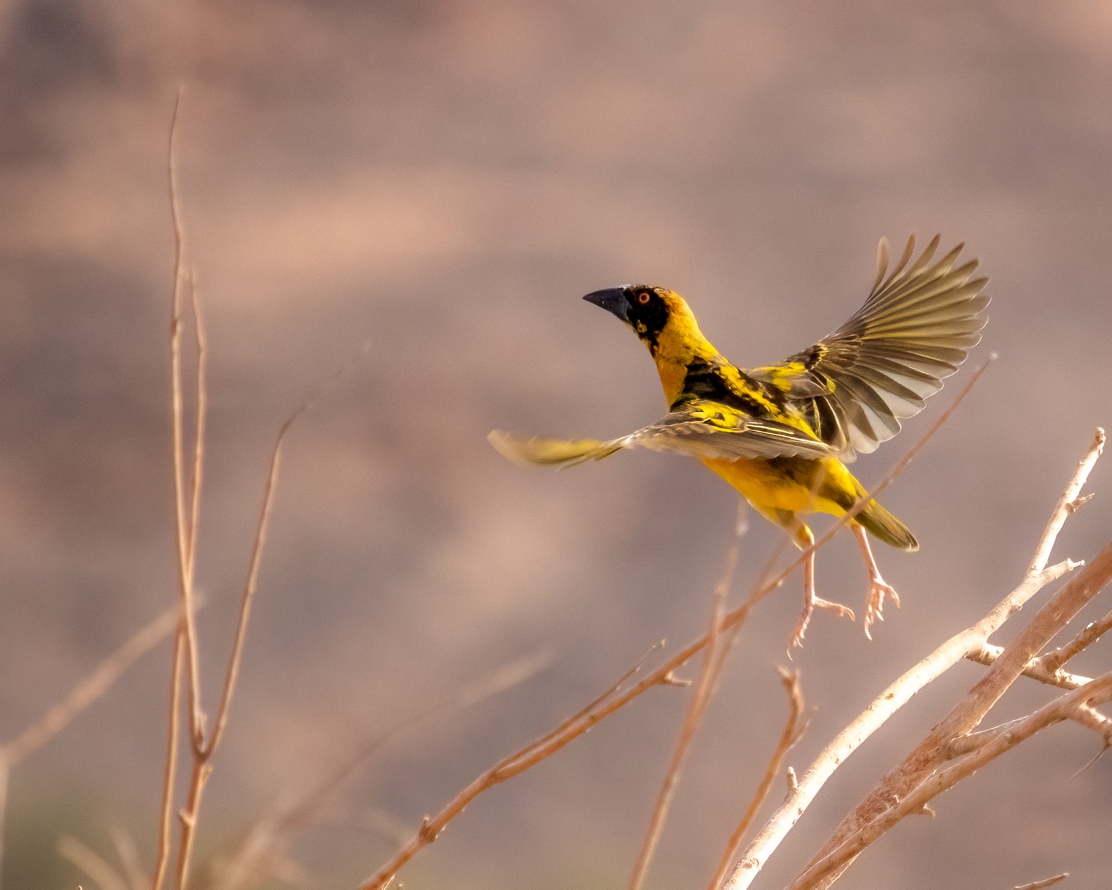 village weaver